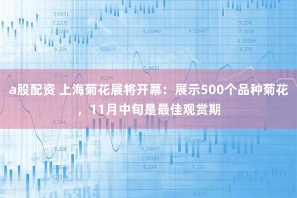 a股配资 上海菊花展将开幕：展示500个品种菊花，11月中旬是最佳观赏期
